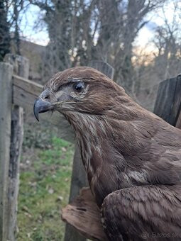 Preparát Trofeje, trofej, parozie, - 2