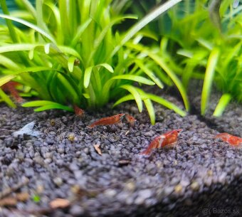 Krevetky neocaridina Red cherry - 2