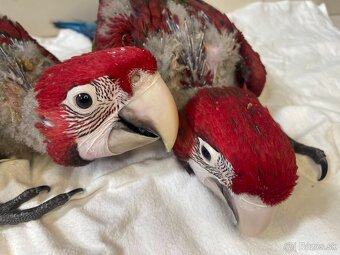 Ara zelenokridla - 2