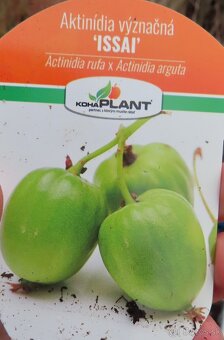Kiwi - 2