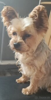 Yokshir terier 🐶 - 2