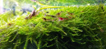 Rastliny do akvária, gupky, krevetky mix(Neocaridina) - 2