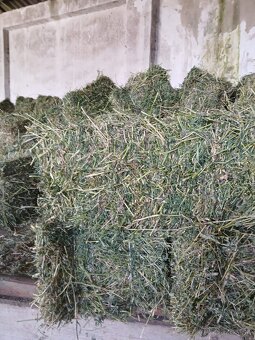 Predam male baliky lucerky,dateliny - 2