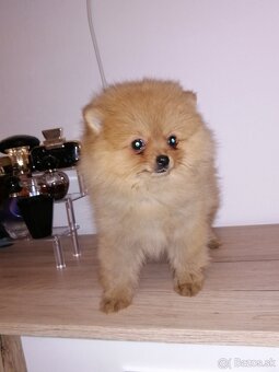 Nemecký špic trpasličí, pomeranian - 2
