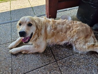 Darujem zlatého retrievera - 2