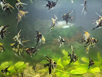 Skaláre a akvárium - 2