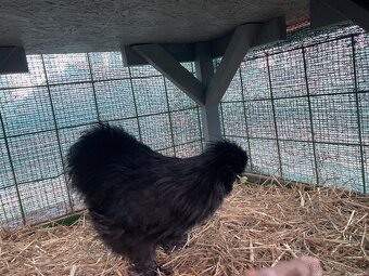 Kohút hodvabnicka - 2