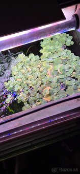 Pistia stratiotes, plávajúca rastlina - 2