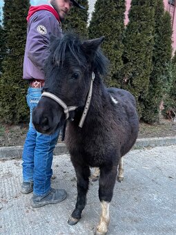 Mini poník - 2