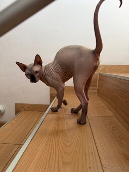 Sphynx - 2