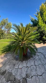 Predám palma Cycas revoluta - 2