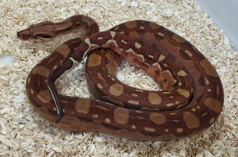 Boa imperator - Hypo Aztec Red Pastel het Sharp Albino - 2