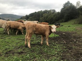 Predám jalovicu - 2