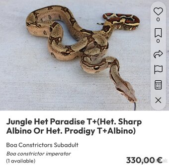 Veľhad kráľovský/ Boa constrictor - 2