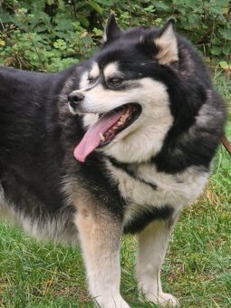 Husky fenka sterilizovaná - 2