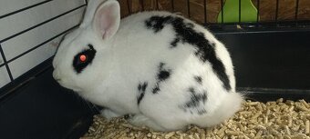 Zakrslý králik - 2