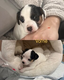 Jack Russel teriér - 2