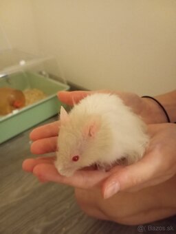 Sýrske škrečky - 2