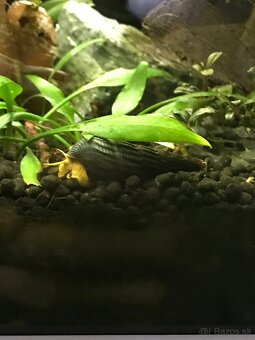 Tylomelania slimak - 2