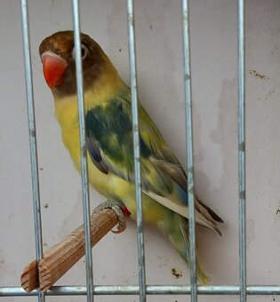 Agapornis škraboškový samica - 2