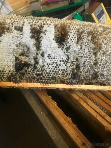 Predám včelí med - 2