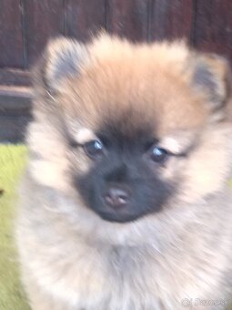Pomeranian predaj - 2