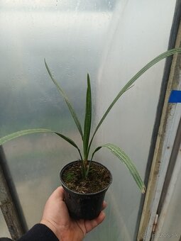 Phoenix canariensis - Ðatľovník kanarsky - 2