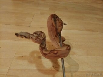 Boa Constrictor - 2