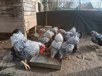Násadove vajcia wyandotka SČL, leghorn, vlaska jarabicia - 2