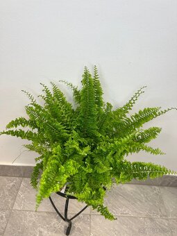 Nephrolepis exaltata Vitale papraď - 2