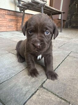 Šteniatka Labradora hnedého. - 2