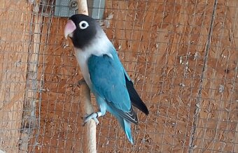 Agapornis škraboškový - samica - 2