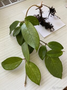 Hoja vosková - 2