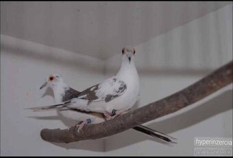 Holúbok diamantový straka - 2