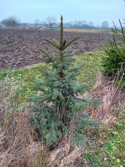 VIANOCNY ZIVY STROMCEK - 2