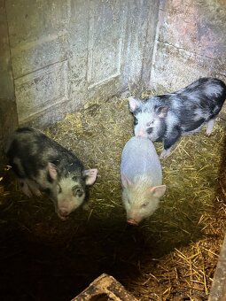 Vietnamske prasiatka - 2