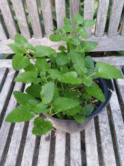 Medovka - medonosná, nenáročná trvalka - 2