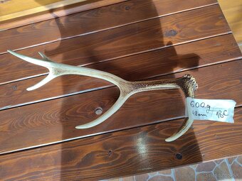 Jelenie parohy,parožie - 2