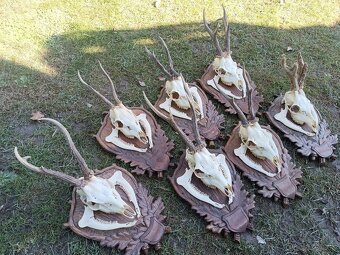 Srnčie trofeje, parohy - 2