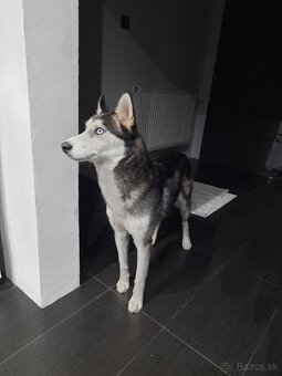 Hľadáme dočasnú opateru - 2