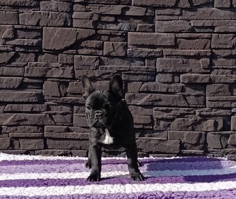 Francúzsky buldoček s PP/French bulldog - 2