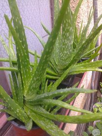 Aloe vera ,ruže. žlté červené levandulu trúbkovec.... - 2