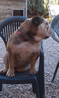 Anglicky buldog - 2