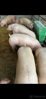 Predám prasatá aj prasiatka - 2