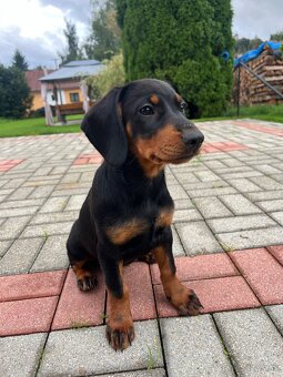 Slovenský kopov - 2