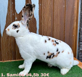 Dalmatínsky REX s PP - 2