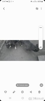 Francúzsky buldog - 2