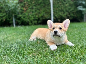 Welsh corgi pembroke s PP - 2