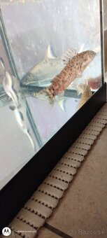 Mrenka pancierničky, - 2