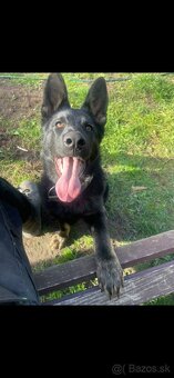 Nemecký ovčiak s pp - 2
